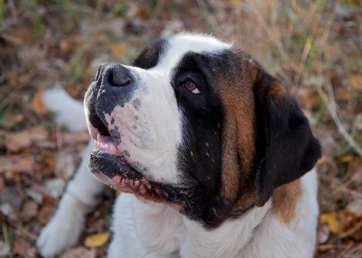 Lasquite's Ask'er V Kasper | Saint Bernard 