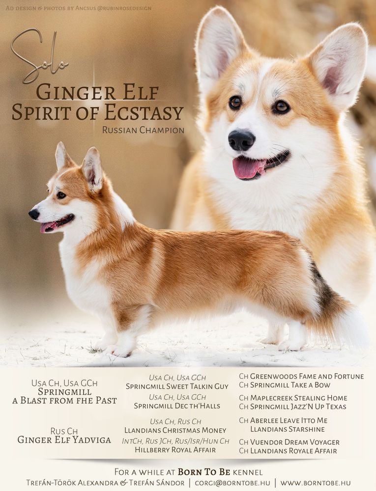Ginger Elf Spirit of Extasy | Pembroke Welsh Corgi 