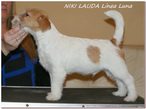 NIKI LAUDA Linea Luna | Jack Russell Terrier 