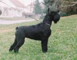 ivana od crnobradih | Giant Schnauzer 