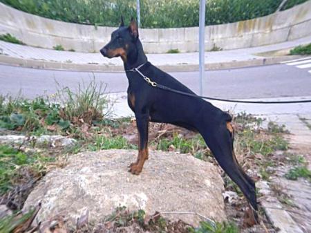 Gina De Weissen Dorf | Black Doberman Pinscher