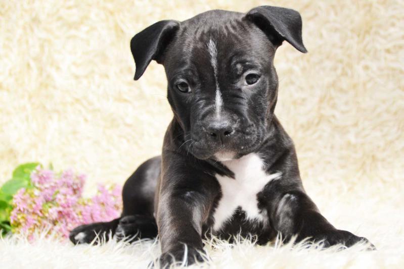 Divine Prince | American Staffordshire Terrier 
