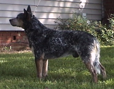 Kombinalong Super Duper | Australian Cattle Dog 