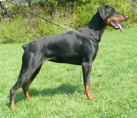 Basta z Podolanky | Black Doberman Pinscher