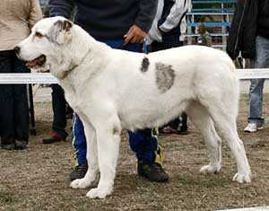 Nasiba Obriy | Central Asian Shepherd Dog 
