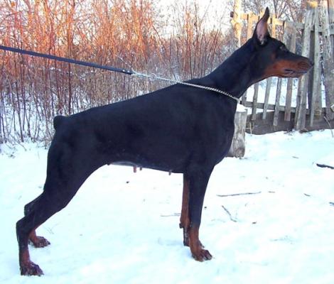 Kro'kett Fortuna Semper | Black Doberman Pinscher