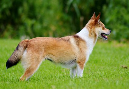 Lundeklippe Svarri | Norwegian Lundehund 