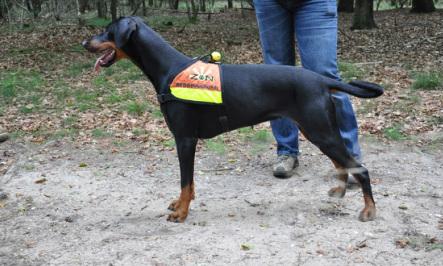 Fanatic Faïza v.d. Bielshoeve | Black Doberman Pinscher