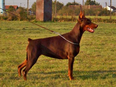 Princess Pantera v. Jahrestal | Brown Doberman Pinscher