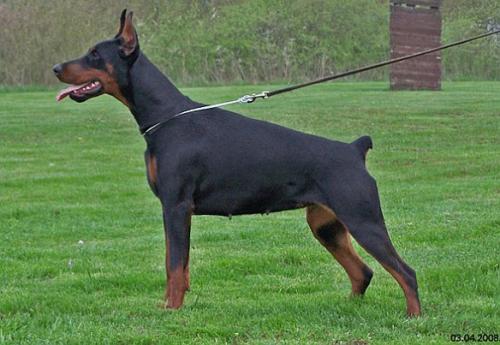 Josneyp Tara's Made To Win | Black Doberman Pinscher