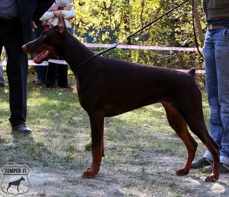 Farah del Grafixa | Brown Doberman Pinscher