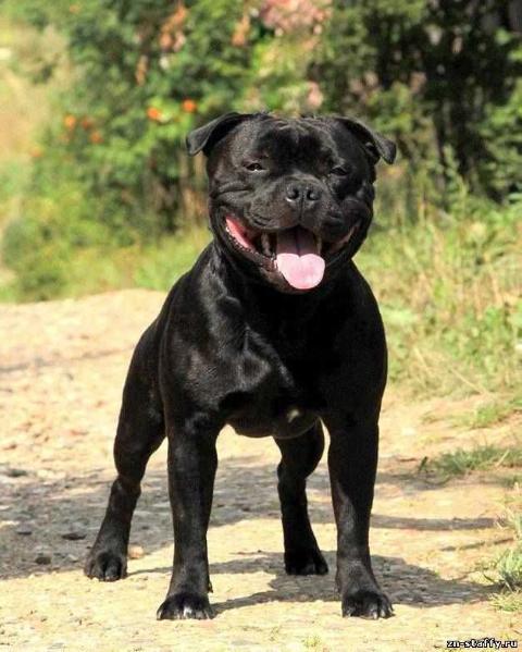 Staffeta SBT Black Onix Energy Bomb | Staffordshire Bull Terrier 