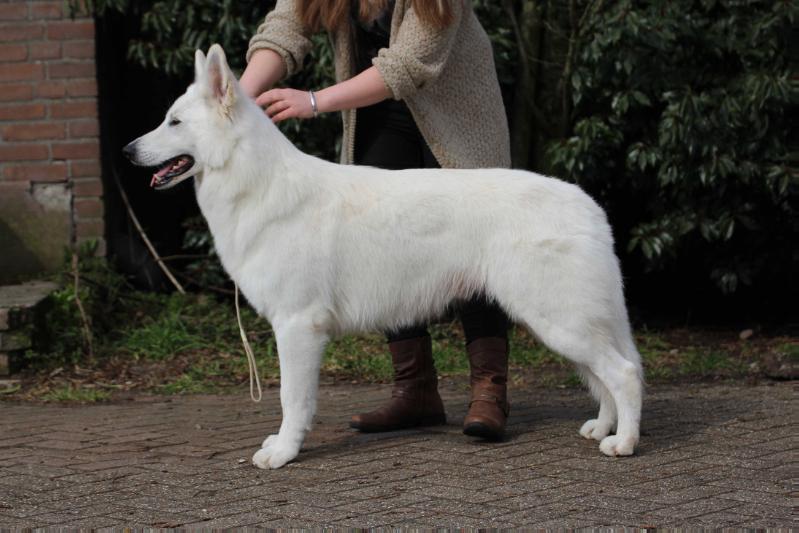 More Flashing Jewel de la Tour de Babel | White Swiss Shepherd Dog 