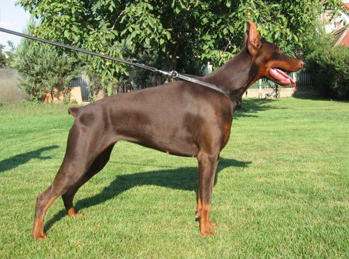 Dion del Grafixa | Brown Doberman Pinscher