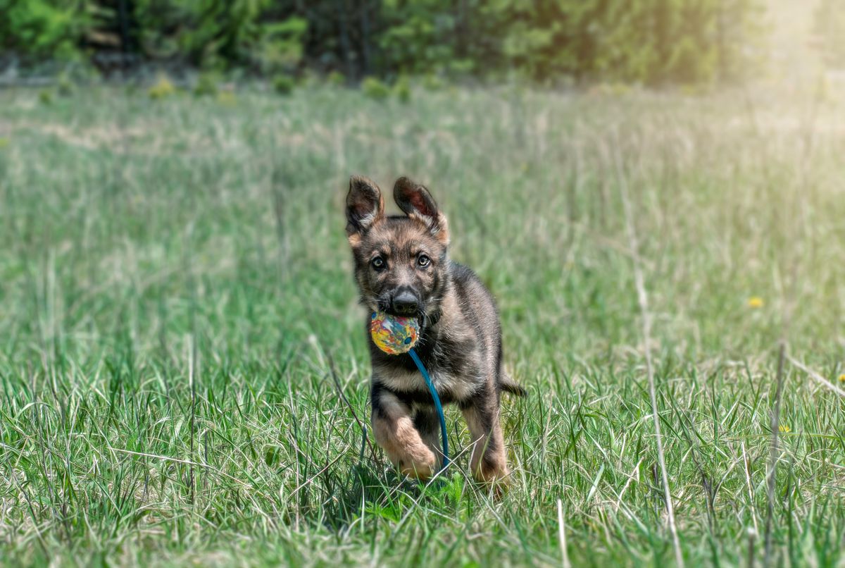 For Fox Sake vom Cuda Haus | German Shepherd Dog 