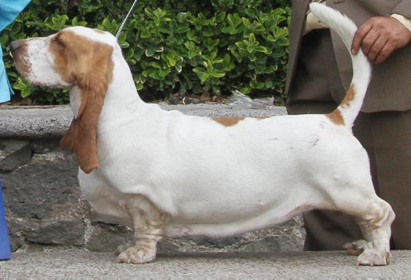 Brave Basset Tizztops | Basset Hound 