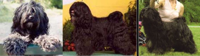 THU-SANGS BLACK MIDNIGHT SPECIAL | Tibetan Terrier 