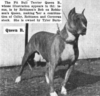Queen B | American Pit Bull Terrier 