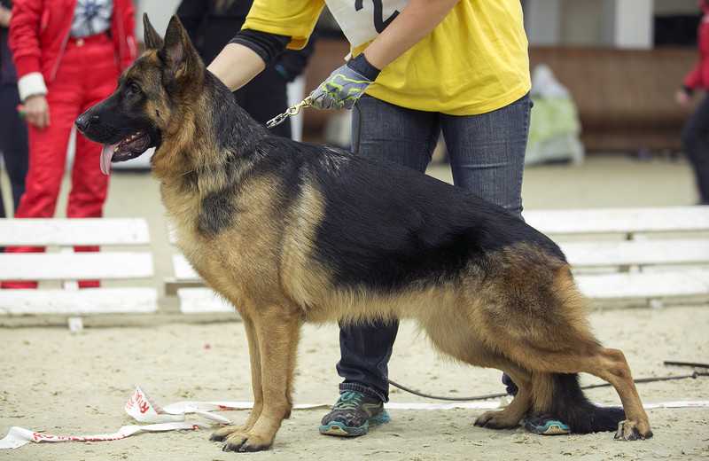 Noi,s Horand SHAMBALA | German Shepherd Dog 