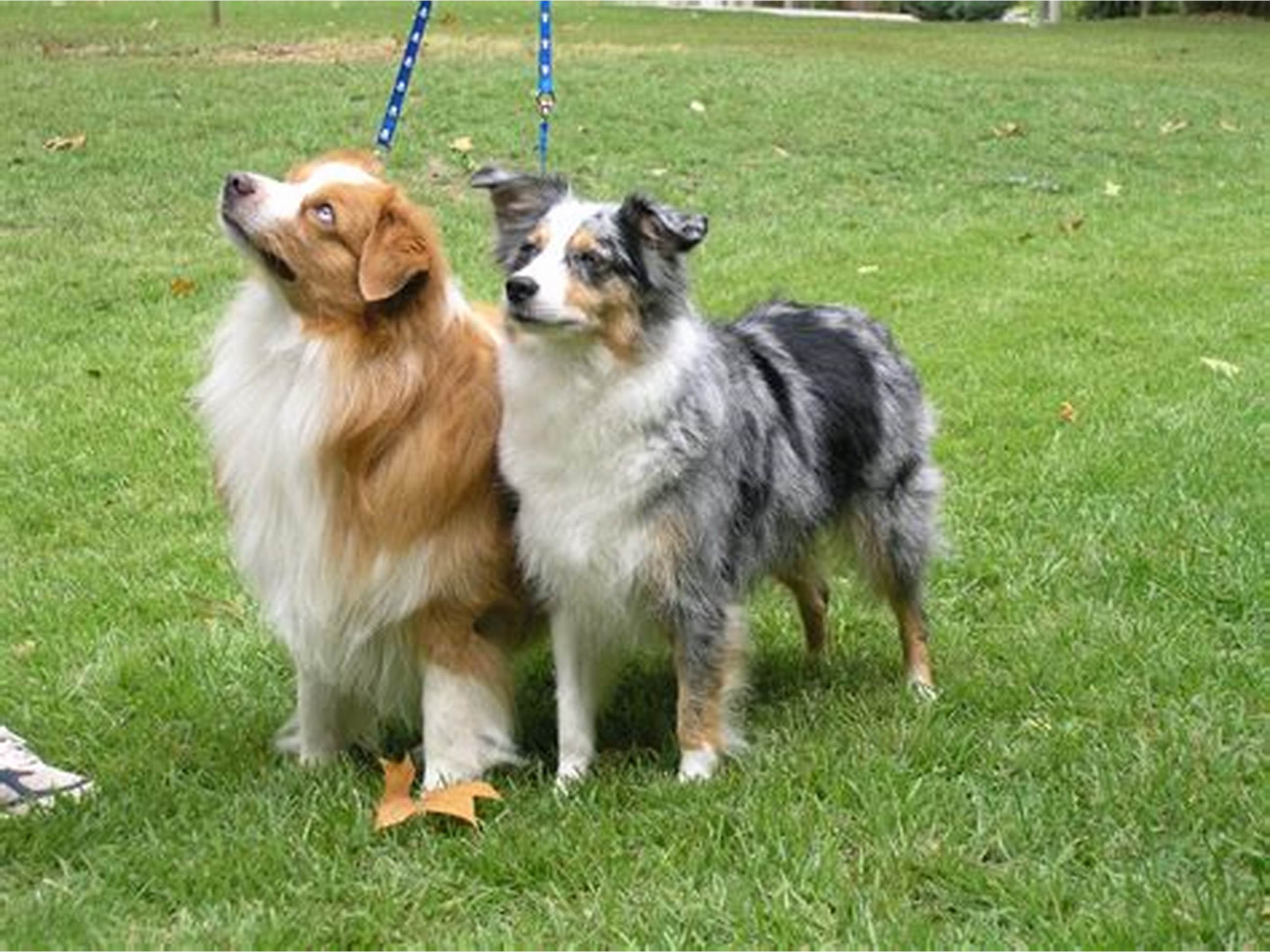 Miniature American Shepherd