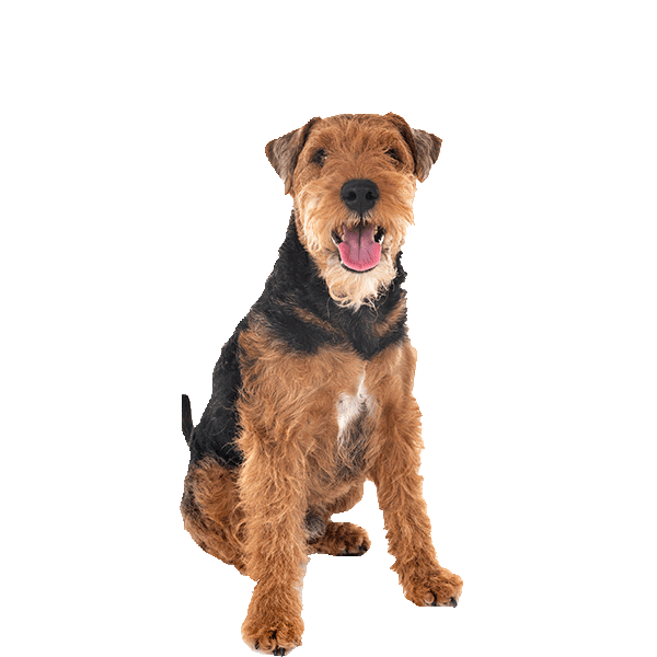 Welsh Terrier