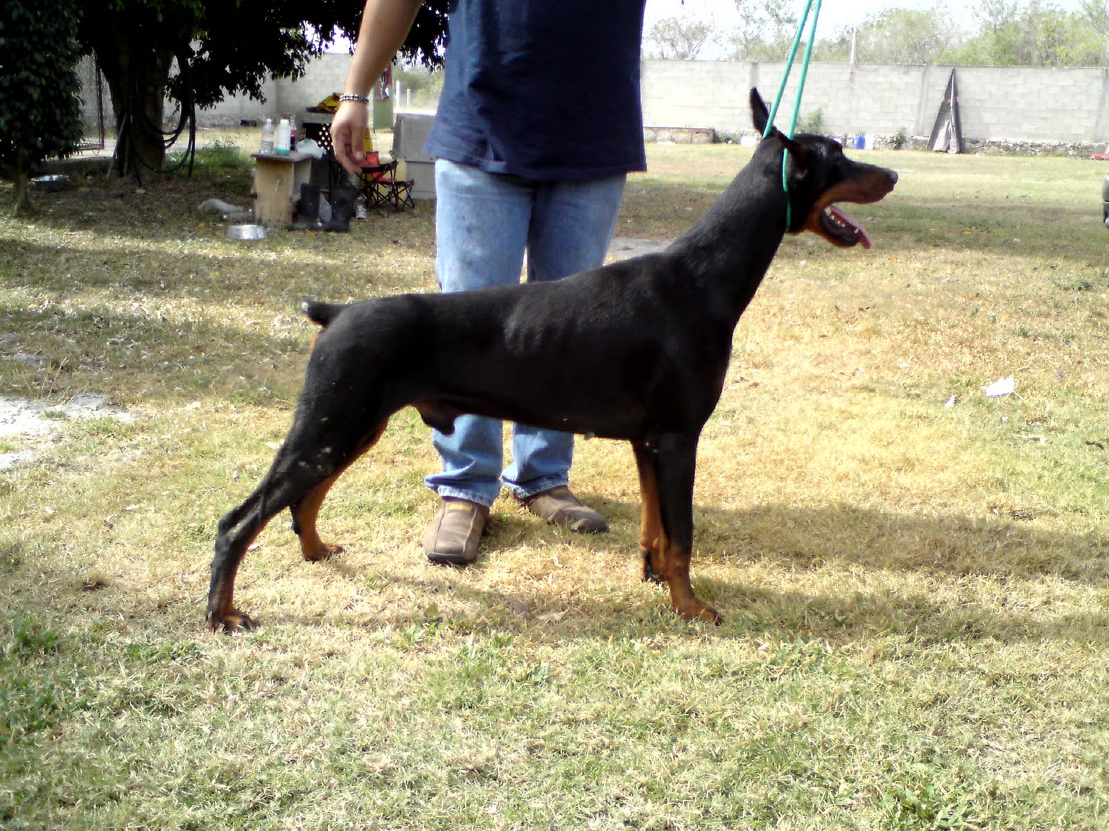 Pathfinder Betelges | Black Doberman Pinscher