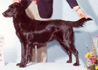 K'Mander Apryls Arryval | Flat-Coated Retriever 