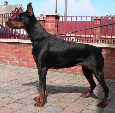 Olympia Betelges | Black Doberman Pinscher