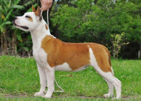 Nirvana do American Pride | American Staffordshire Terrier 