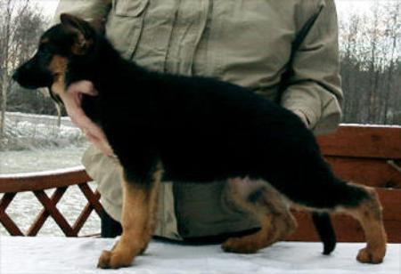STAUDT-DK.`s NANNA | German Shepherd Dog 