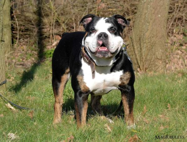 Pacific Blue's Body Bag | Olde English Bulldogge 