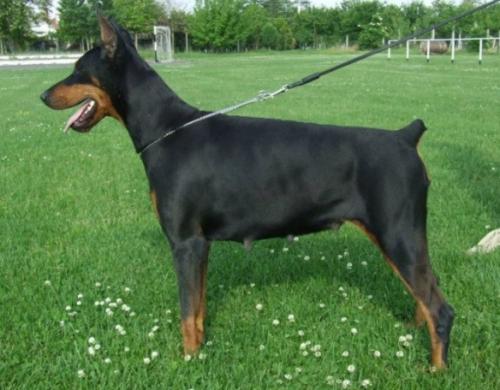 Kleopatra di Modello | Black Doberman Pinscher