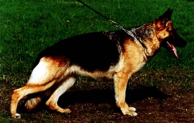 Puste vom Trienzbachtal | German Shepherd Dog 