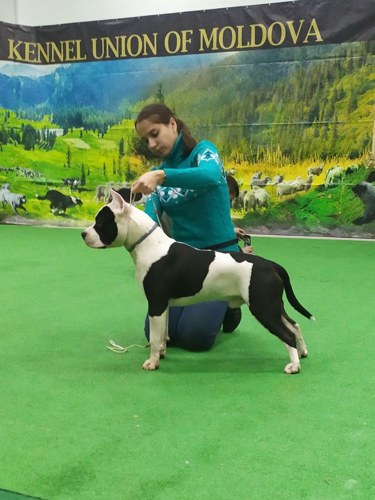 FUROR NON-STOP ULTRA STRONG MAGNET | American Staffordshire Terrier 