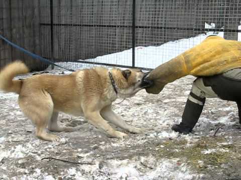 Chon-Mazar | Caucasian Mountain Dog 