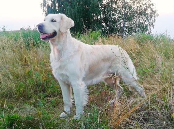 TIFANI Hozyaika Zolotoe Oblako | Golden Retriever 