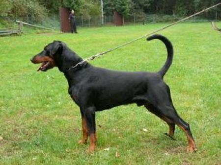 Dusty v.d. Mooreiche | Black Doberman Pinscher