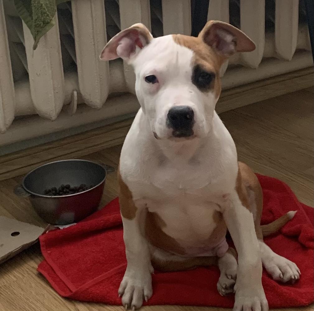 Rammstein Strider in Diversity | American Staffordshire Terrier 