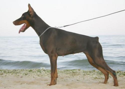 Yasina v. Hunnoterra | Brown Doberman Pinscher