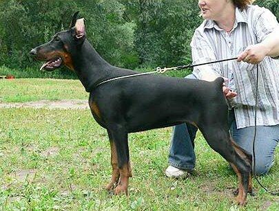 Smart Wood Hills Venecia | Black Doberman Pinscher