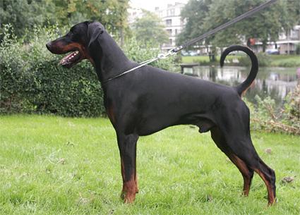 Russkaja Mechta Droezny Doynick | Black Doberman Pinscher