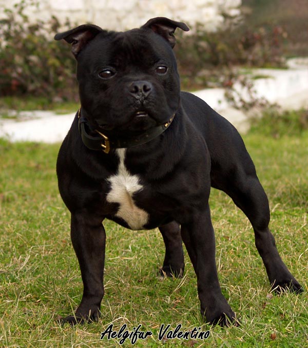 Aelgifur valentino | Staffordshire Bull Terrier 