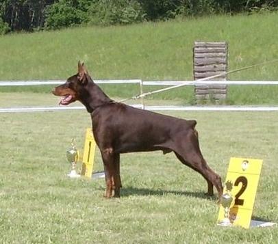 Tahi-Réme Akuma | Brown Doberman Pinscher