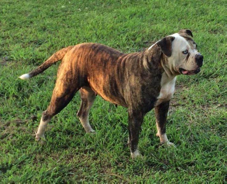 Dailey's Ms Star | American Bulldog 