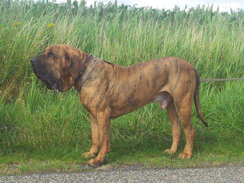 Eros de anjo da guarda | Fila Brasileiro 