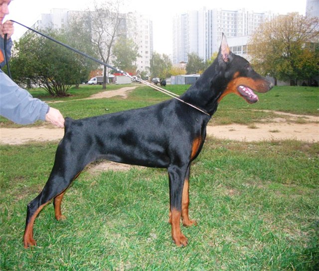 Nillta de Bella y Feliz Estrella | Black Doberman Pinscher