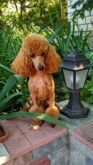 ALMA UNICA PLACER OF GOLD | Poodle 