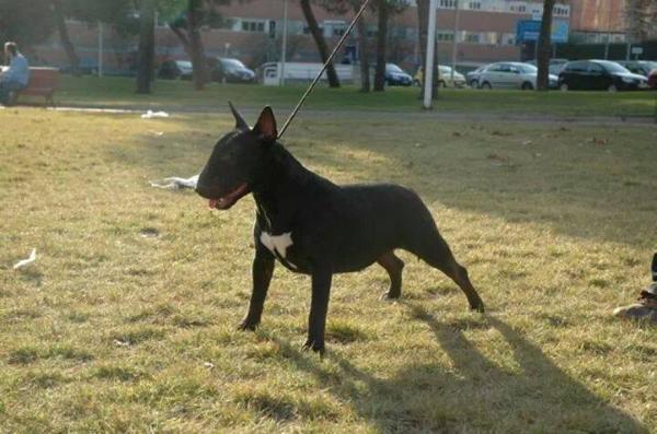 gran misae white widow lord bull | Bull Terrier 