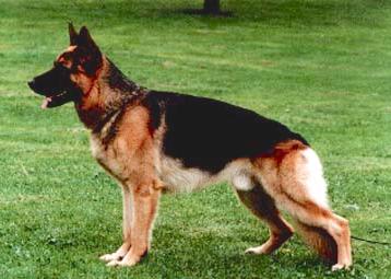 Natz van Huize Hintdonk | German Shepherd Dog 