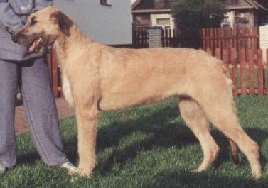 Röslein Rot von der Oelmühle | Irish Wolfhound 